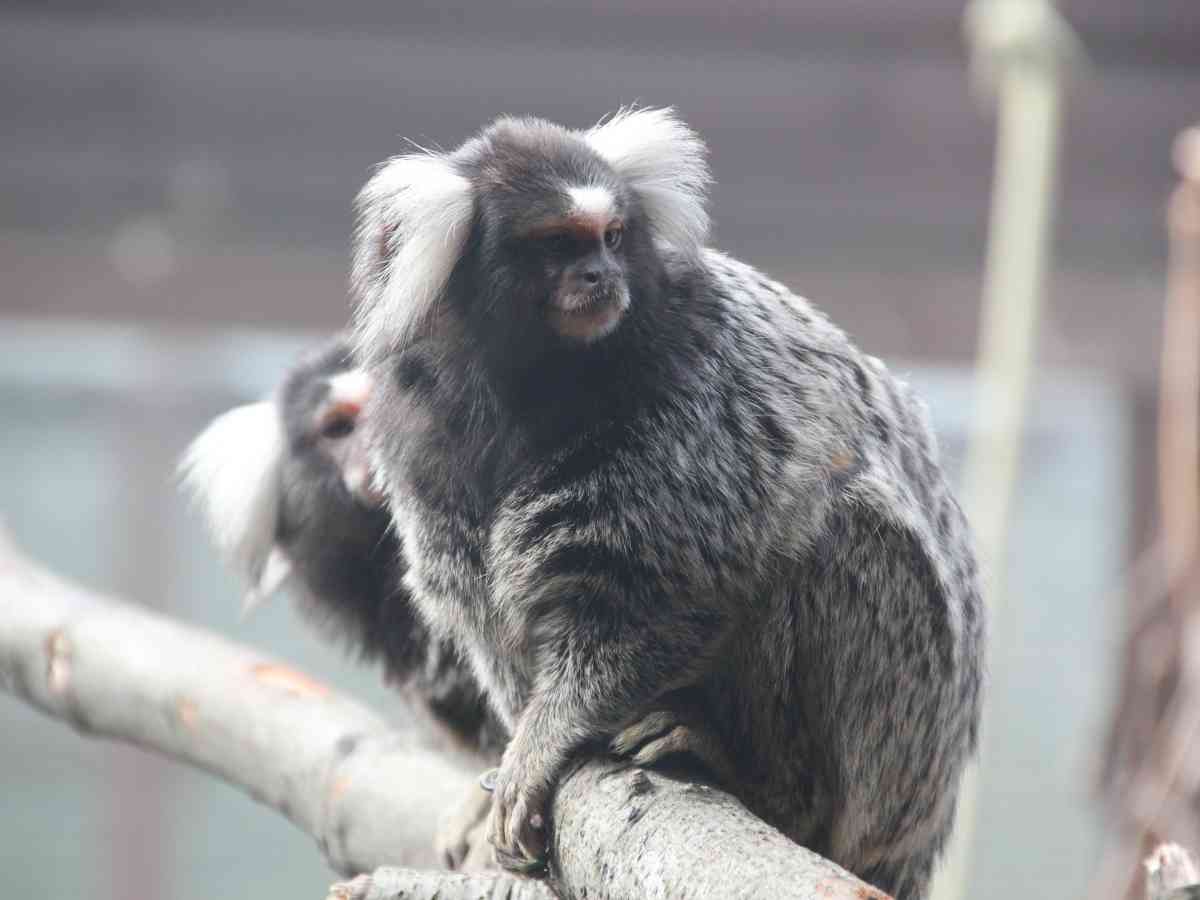 Monkey Haven picture gallery